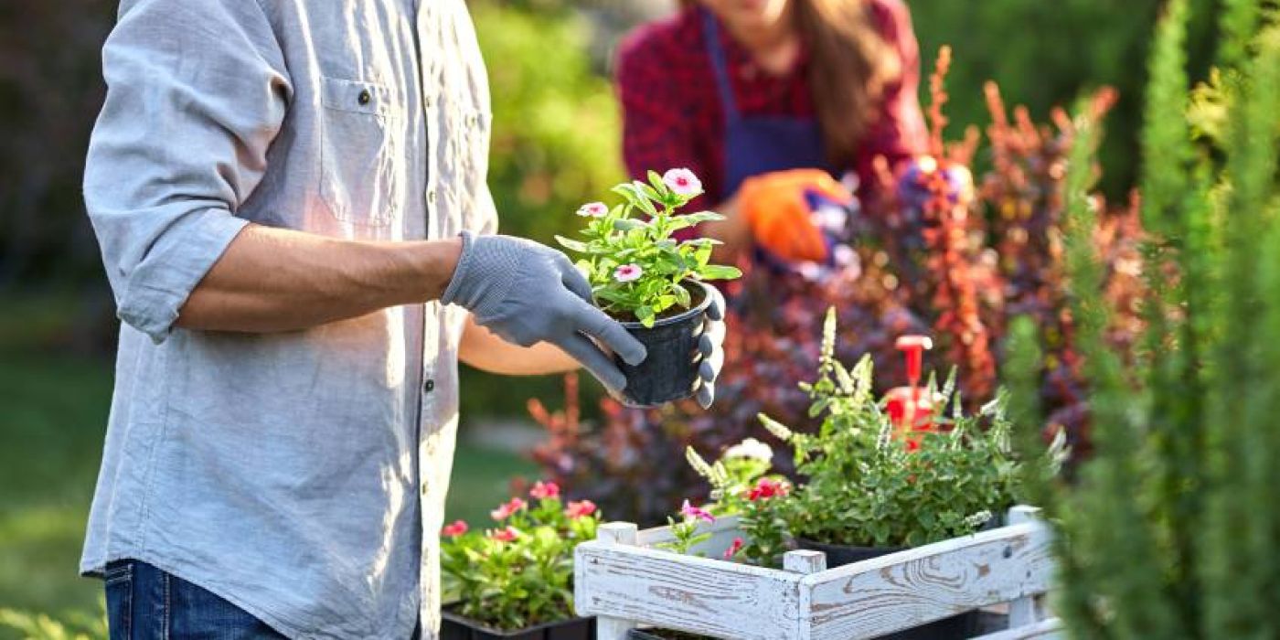 Landscaping Tips