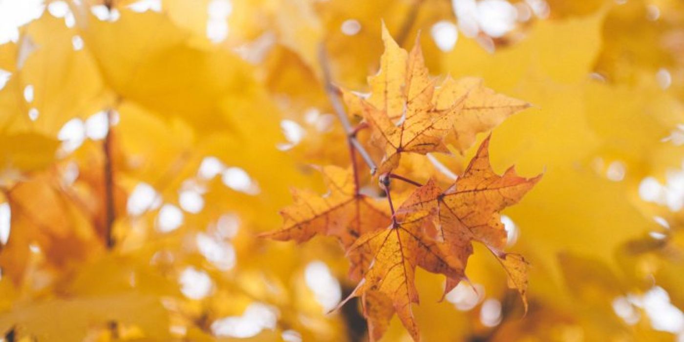 blur-branch-bright