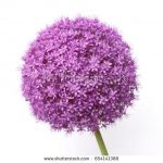 Allium (Allium) 
