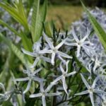 Amsonia
(Amsonia tabernaemontana)