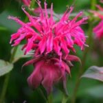 Bee Balm
(Monarda)