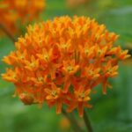 Butterfly Weed (Asclepias tuberosa)