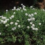 Candytuft
(Iberis sempervirens)