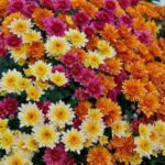 Chrysanthemum
(Chrysanthemum)