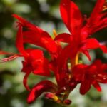 Crocosmia
(Crocosmia)
