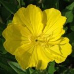 Evening Primrose
(Oenothera)