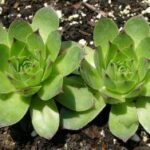 Hens and Chicks
(Sempervivum)