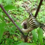 ack-in-the-Pulpit
(Arisaema triphyllum)