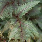 Japanese Painted Fern
(Athyrium niponicum) 