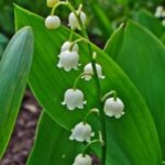 Lily-of-the-Valley
(Convallaria majalis)