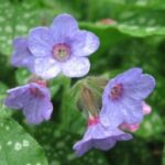 Lungwort
(Pulmonaria)