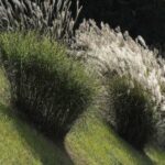 Ornamental Grasses
(Miscanthus sinensis)