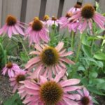 Purple Coneflower
(Echinacea purpurea)