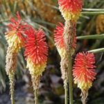 Red-Hot Poker
(Kniphofia)