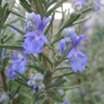 Rosemary
(Rosmarinus officinalis)