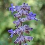 Russian Sage
(Perovskia atriplicifolia)