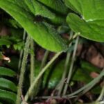 Wild Ginger
(Asarum) 