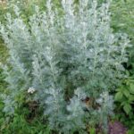 Wormwood
(Artemisia) 