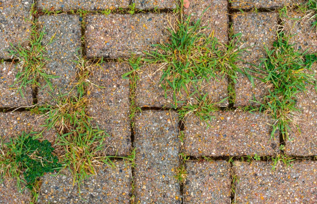 Common-Paver-Problems_-Moss-Weeds-and-Staining-1024x660 (1)