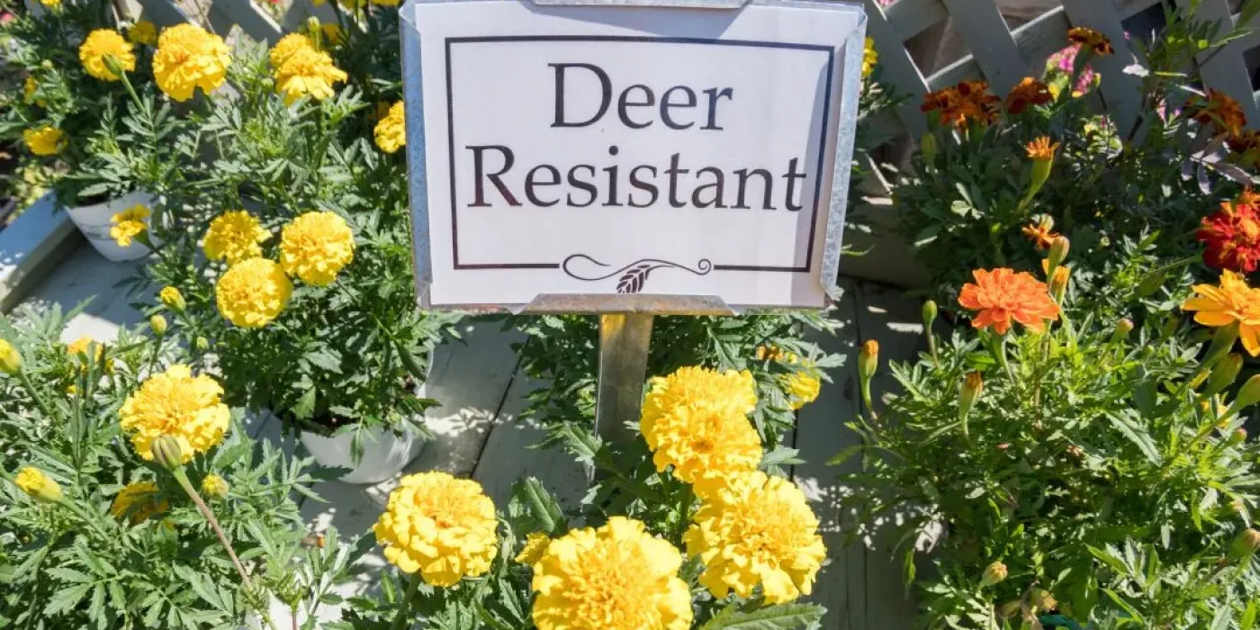 How-to-Deer-Proof-Your-Garden