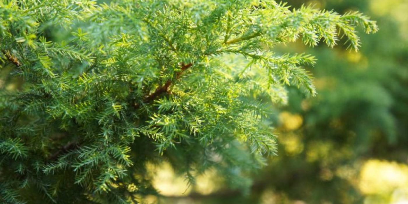 Juniperus-virginiana