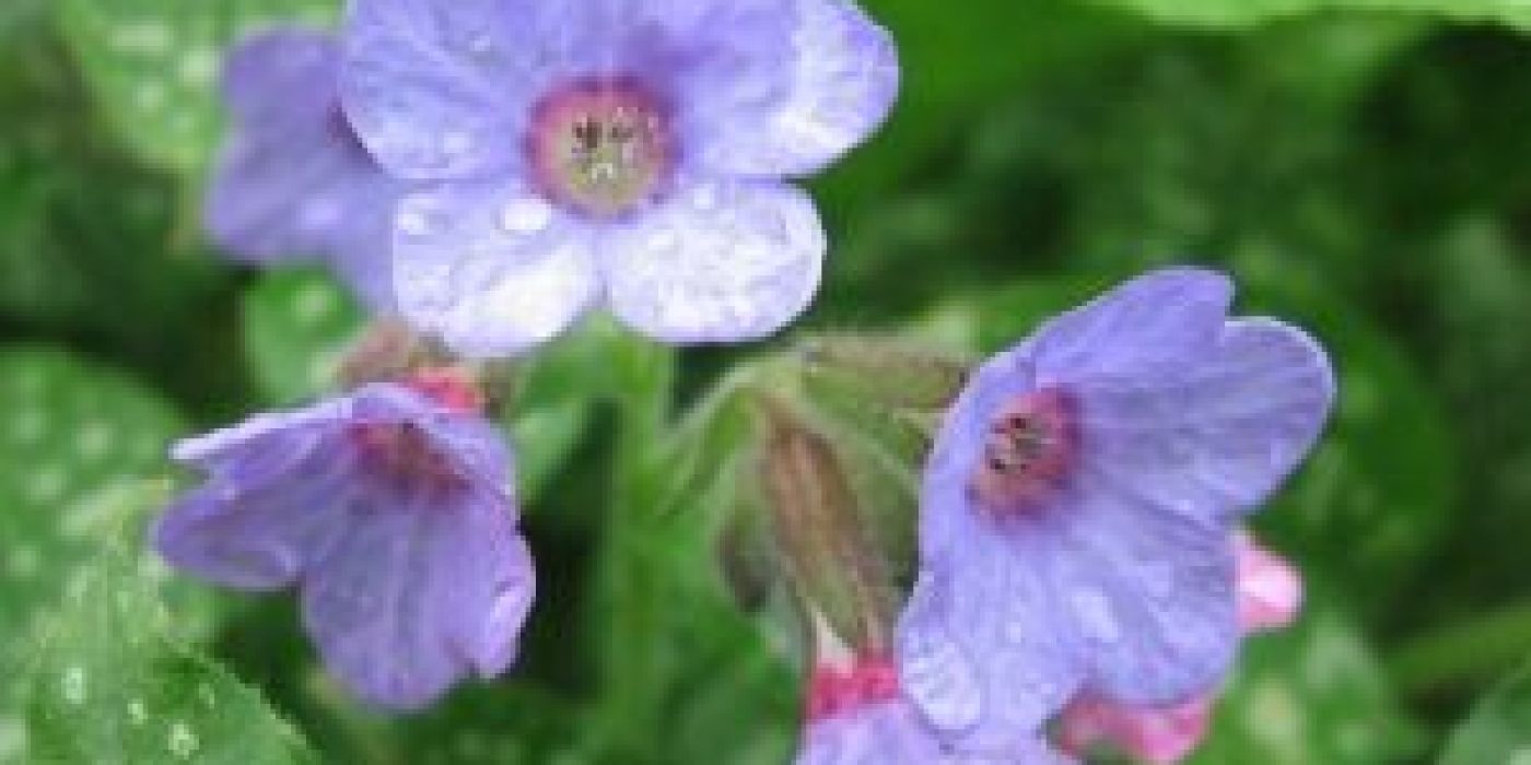 Lungwort (Pulmonaria)